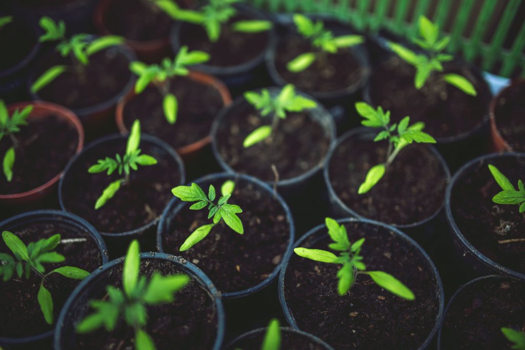 Jardiner avec les enfants – gagnez un ensemble de jardinage pour enfants!