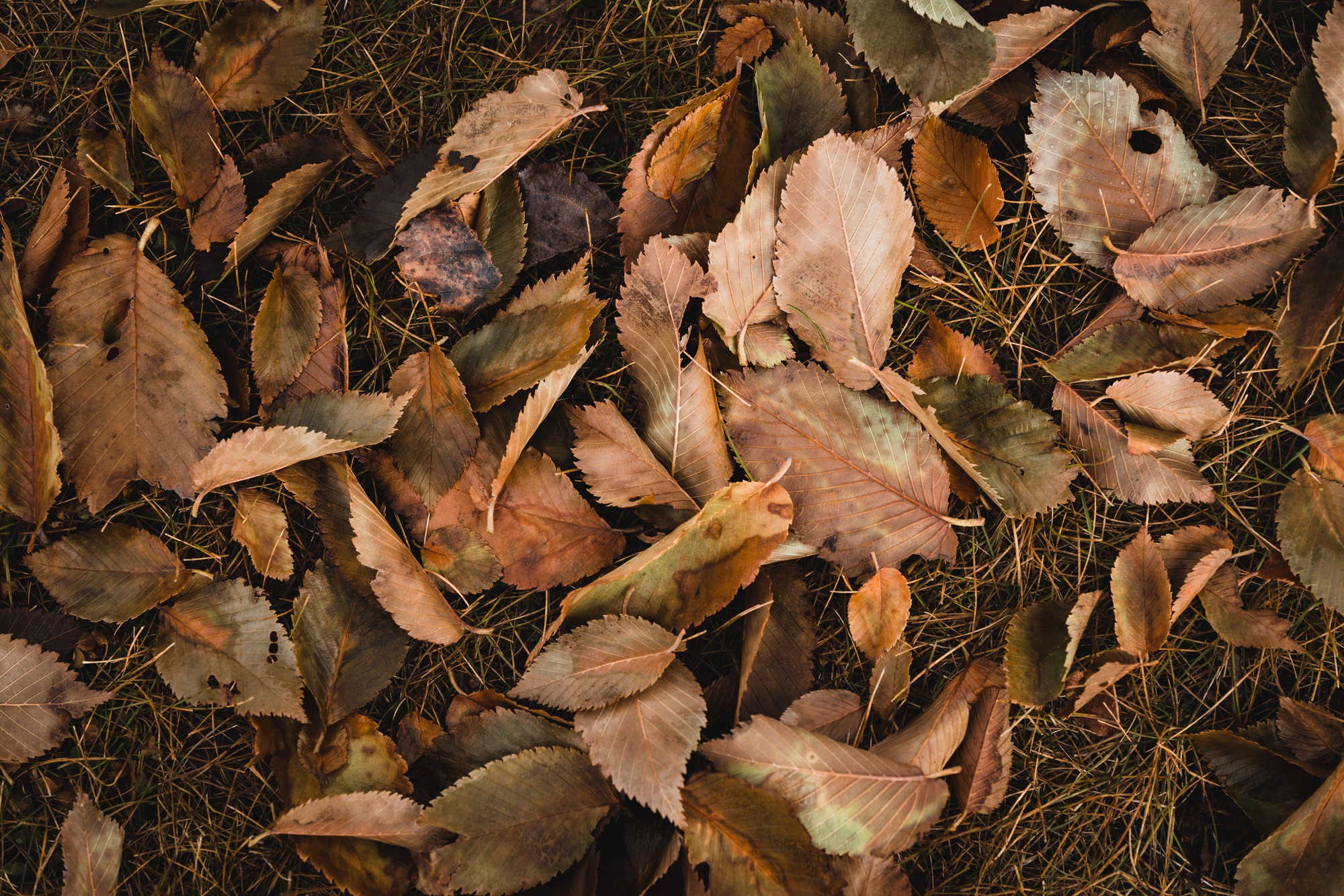 Sortez cet automne