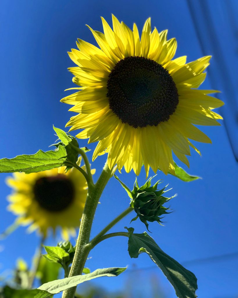 sunflower